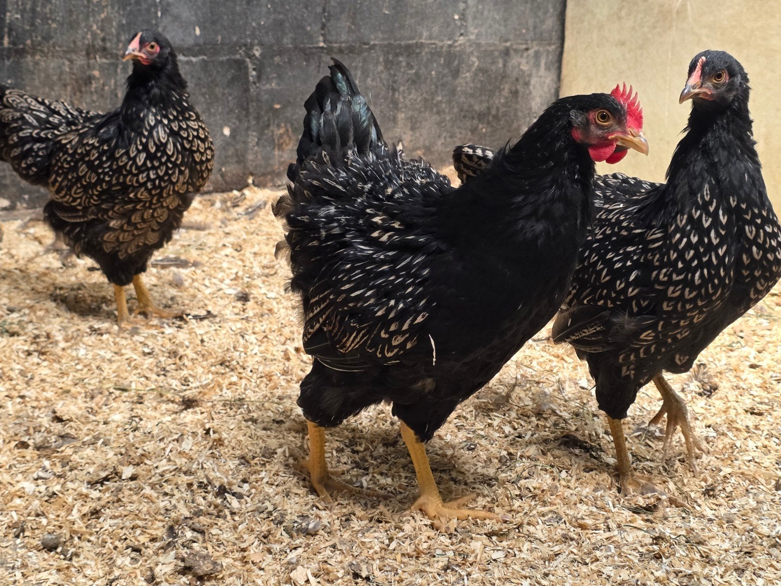 Set Barnevelder zilver dubbel gezoomd, Dieren en Toebehoren, Meerdere dieren, Kip