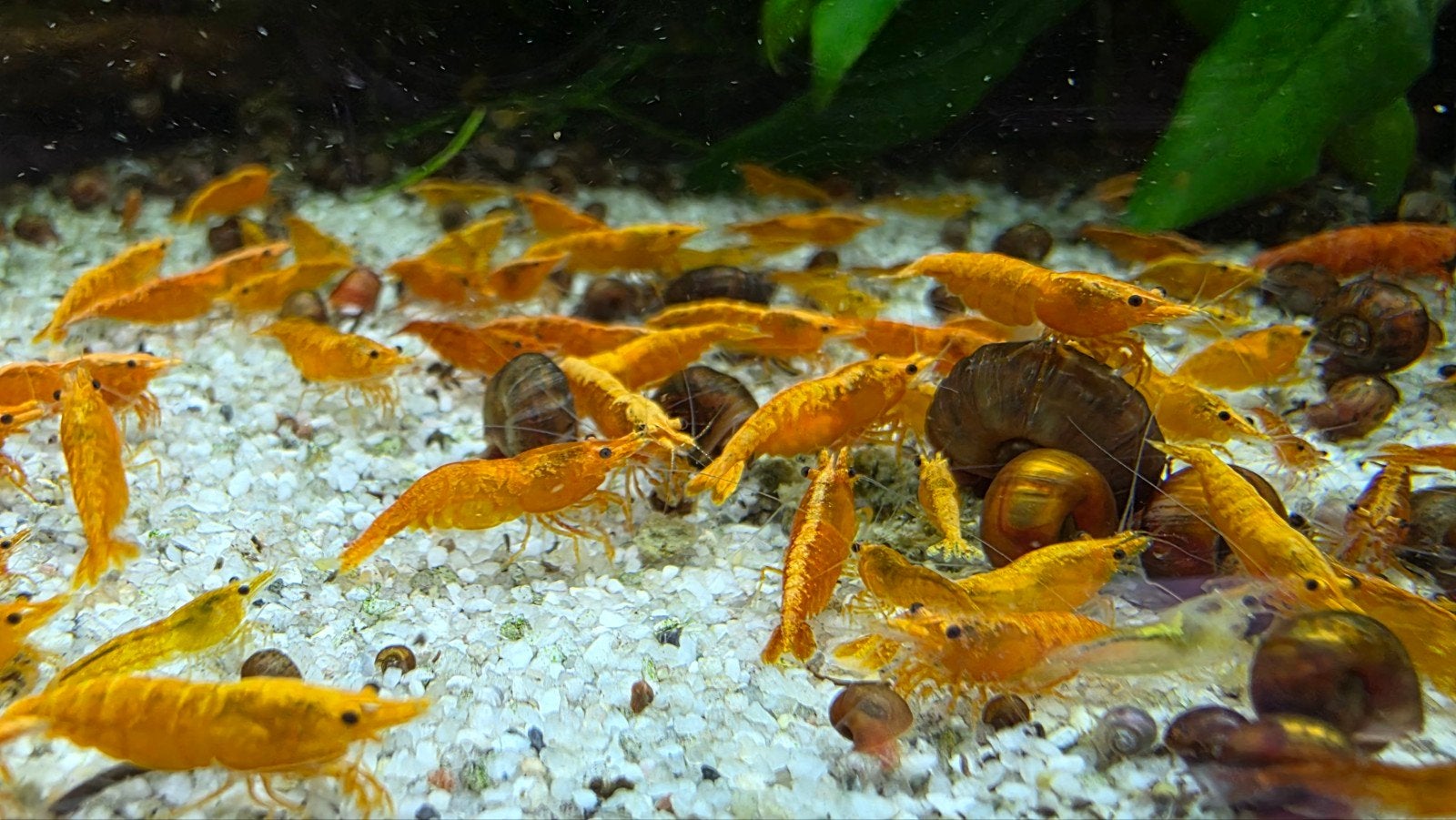 Neocaridina Orange / oranje neocaridina garnalen, Kreeft, Krab of Garnaal