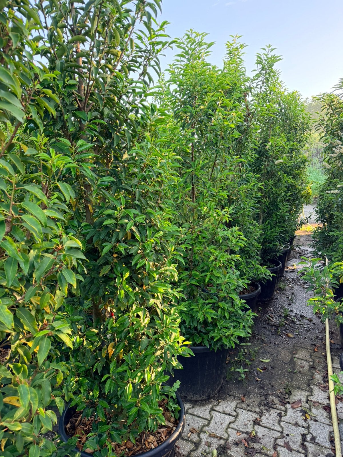 Grote Portugese laurier planten! Prunus Lusitanica angustifo, Tuin en Terras, Planten | Struiken en Hagen, Ophalen of Verzenden