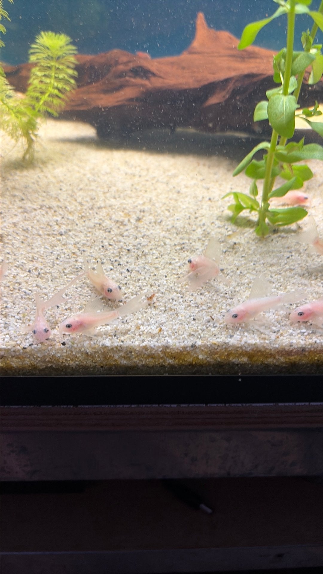 Corydoras Snowwhite Panda longfin (en lf gen), Dieren en Toebehoren, Vis, Zoetwatervis, Schoolvis
