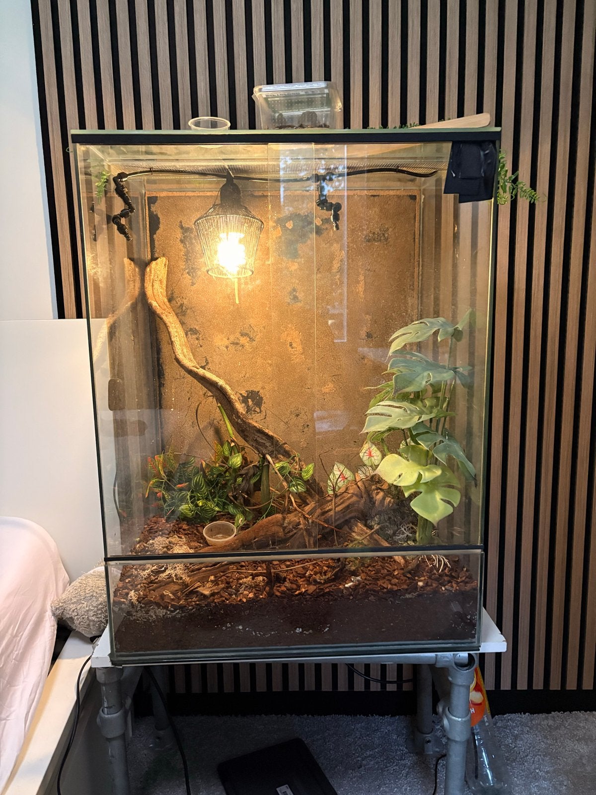 Wimper Gekko met terrarium en toebehoren Crested Gecko photo 7