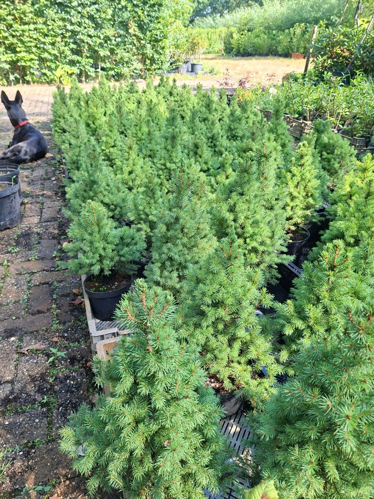 Picea glauca  'Conica', Bloeit niet, Overige soorten, Minder dan 100 cm, Ophalen