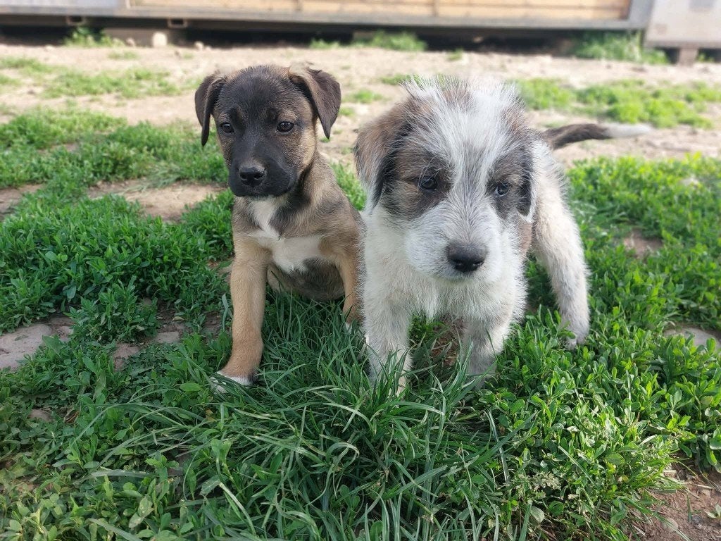 IGOR VRIENDELIJKE PUP, REUTJE, KLEINE MIDDELMAAT ZOEKT THUIS, Dieren en Toebehoren, Honden | Niet-rashonden, Particulier, 15 weken tot 1 jaar