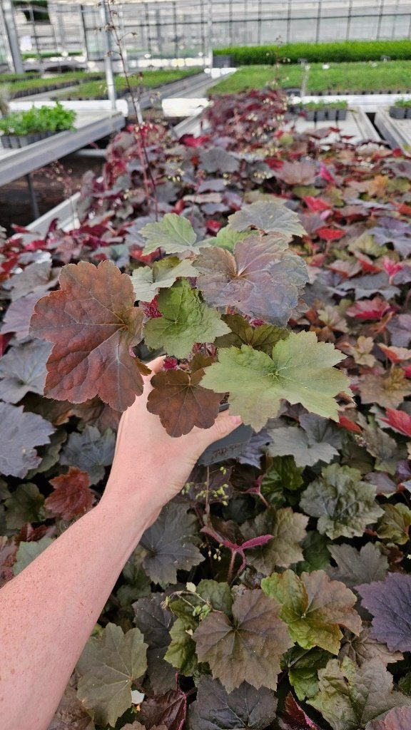 Restpartij 200x Heuchera Palace Purple - Purperklokje, Ophalen of Verzenden, Vaste plant, Bodembedekkers, Volle zon