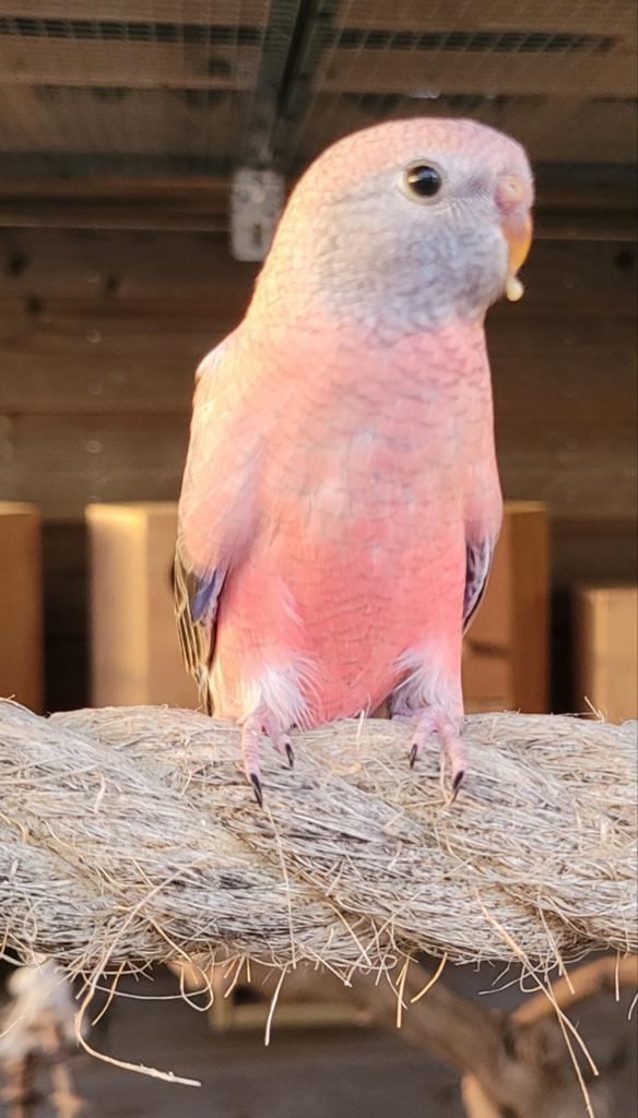 3 jonge roze Bourke parkieten, Dieren en Toebehoren, Vogels | Parkieten en Papegaaien, Geslacht onbekend, Parkiet