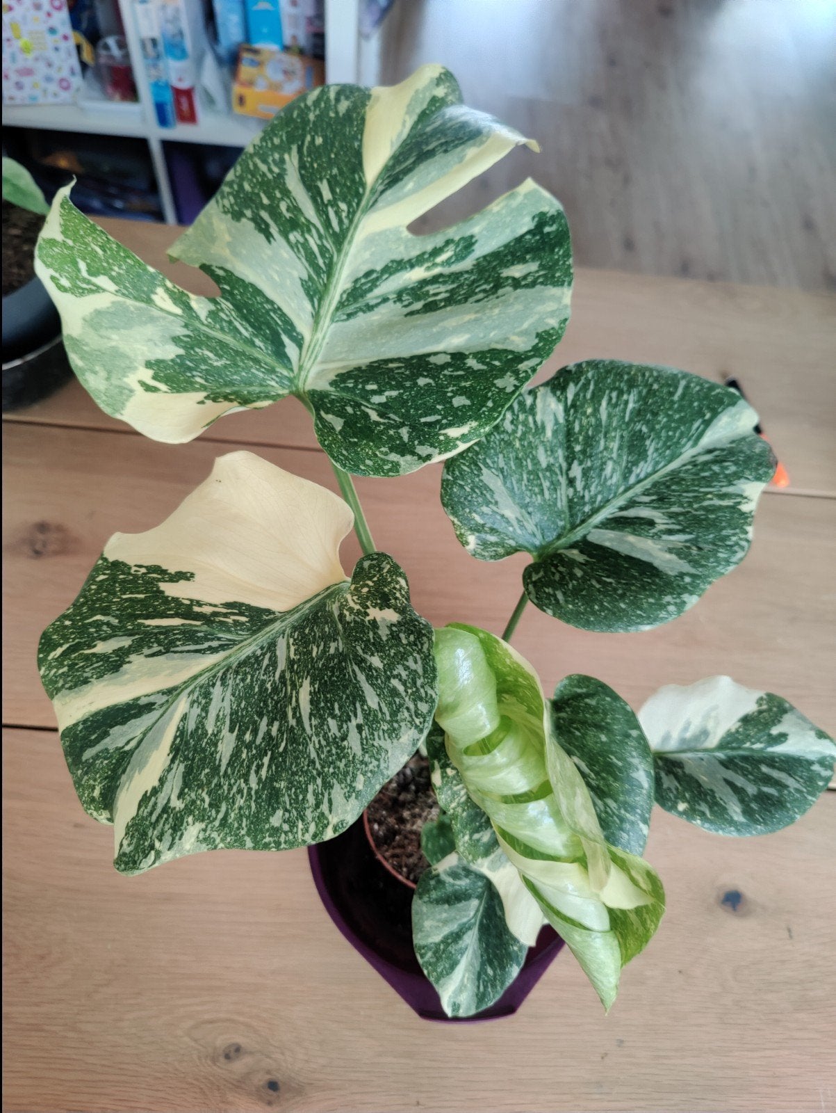 Monstera Thai constellation, Huis en Inrichting, Kamerplanten, Ophalen, Halfschaduw, Minder dan 100 cm