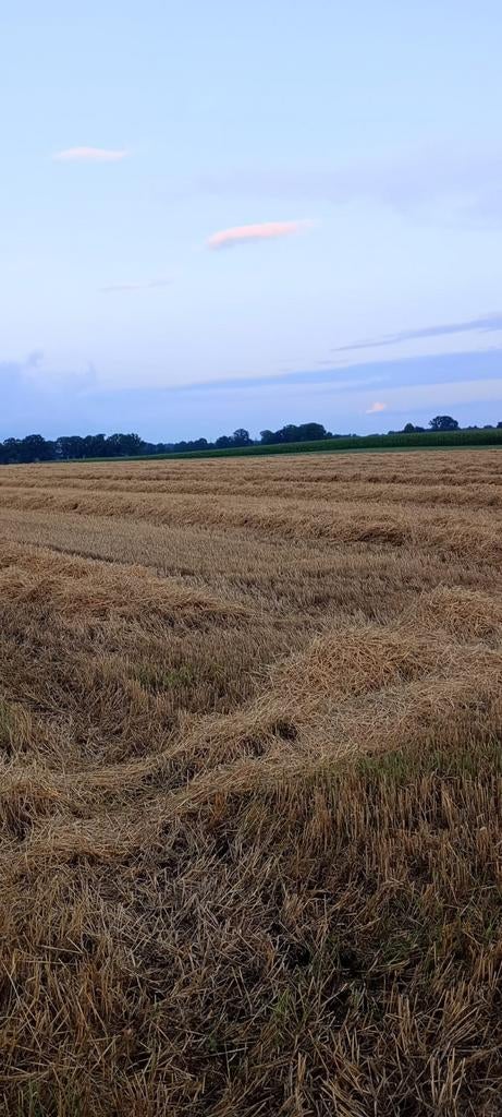 Pakjes gersten stro, Dieren en Toebehoren, Ophalen of Verzenden, Vee