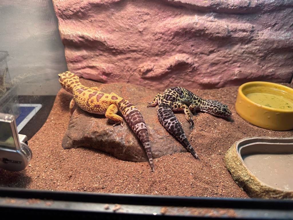 Luipaard gekkos met terrarium en toebehoren, Slang, Met terrarium, 0 tot 2 jaar