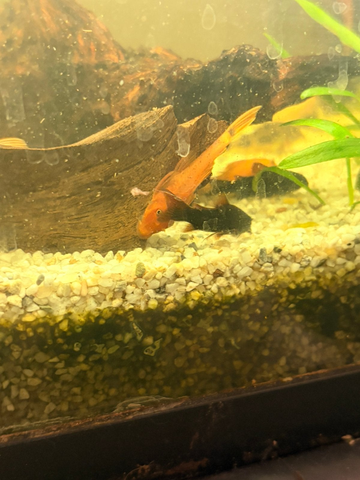 Ancistrus red, Dieren en Toebehoren, Vissen | Aquariumvissen