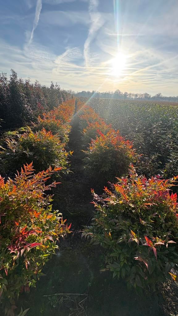 Nandina domestica in verschillende soorten leverbaar, Tuin en Terras, Ophalen of Verzenden, Bamboe