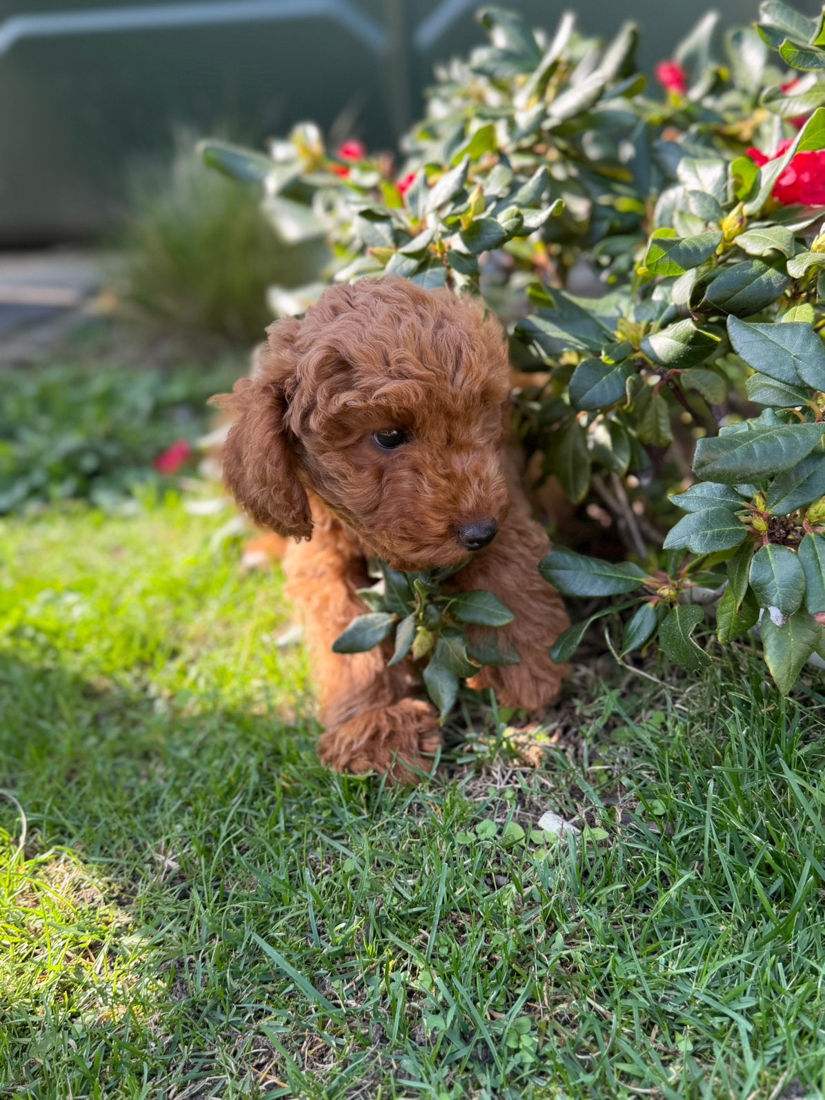 Onze dwerg poedel pups  zoeken een warm en liefdevol thuis, Dieren en Toebehoren, 8 tot 15 weken, Meerdere, Meerdere dieren, CDV (hondenziekte)