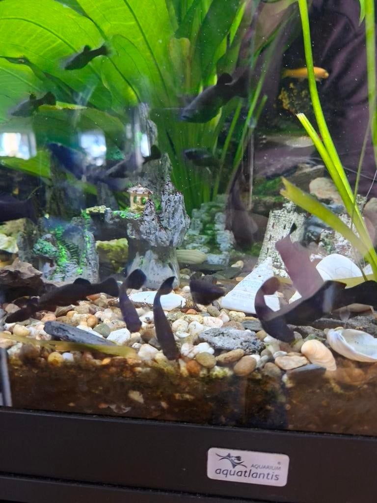Black molly's, Dieren en Toebehoren, Vissen | Aquariumvissen, Vis