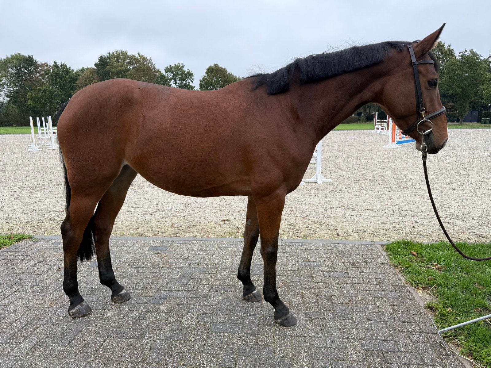 Mooie 4 jarige Merrie uit sportstam!, Merrie, Springpaard, Met stamboom, 3 tot 6 jaar