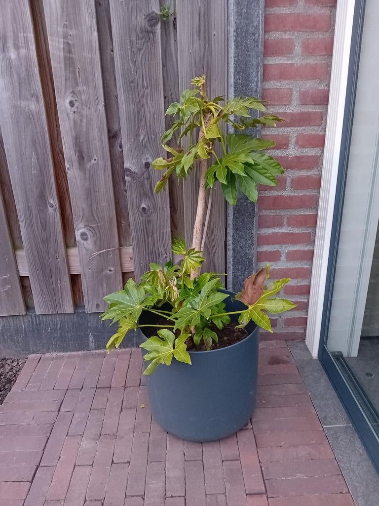 Fatsia., Tuin en Terras, Planten | Bomen, Ophalen, Volle zon, Overige soorten, Minder dan 100 cm