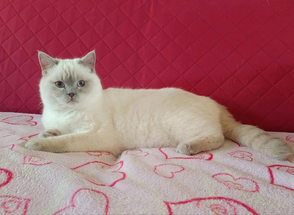 Lilac point Brits korthaar DEKKATER, Dieren en Toebehoren, Katten en Kittens | Dekkaters, 0 tot 2 jaar