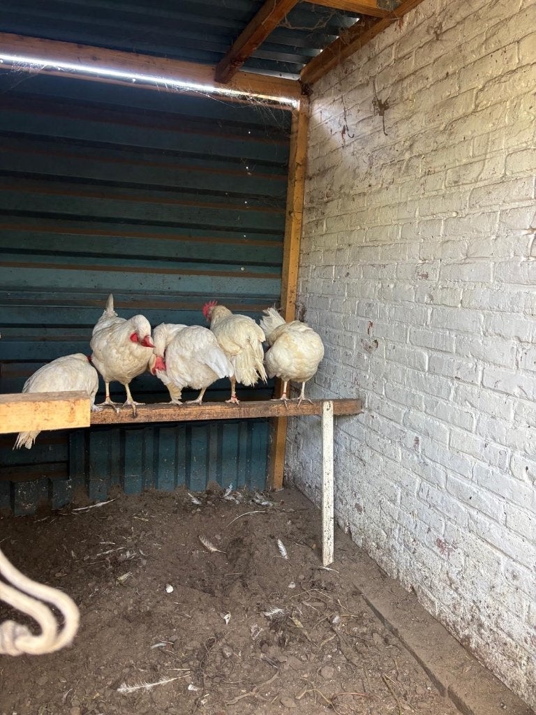 Kip, Dieren en Toebehoren, Vrouwelijk, Kip