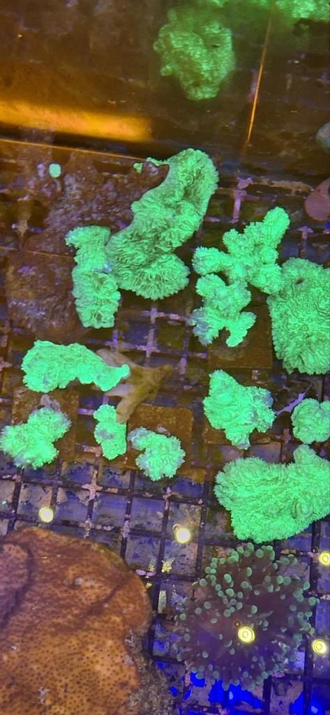 Hydnopora koraal zeewater aquarium, Dieren en Toebehoren, Vissen | Aquaria en Toebehoren, Ophalen, Nieuw, Gevuld zeewateraquarium