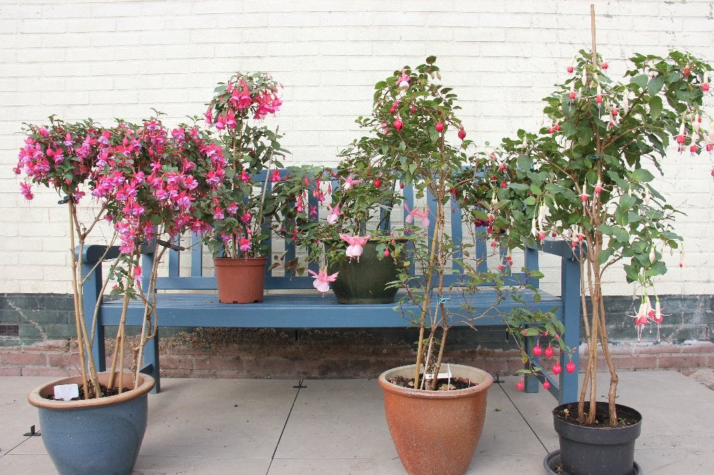 Vijf mooie fuchsia's., Vaste plant, Halfschaduw, Zomer, Ophalen