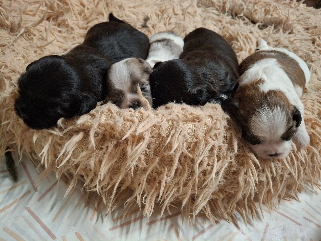 Shih tzu pups, Parvo, België, Fokker | Hobbymatig, 8 tot 15 weken