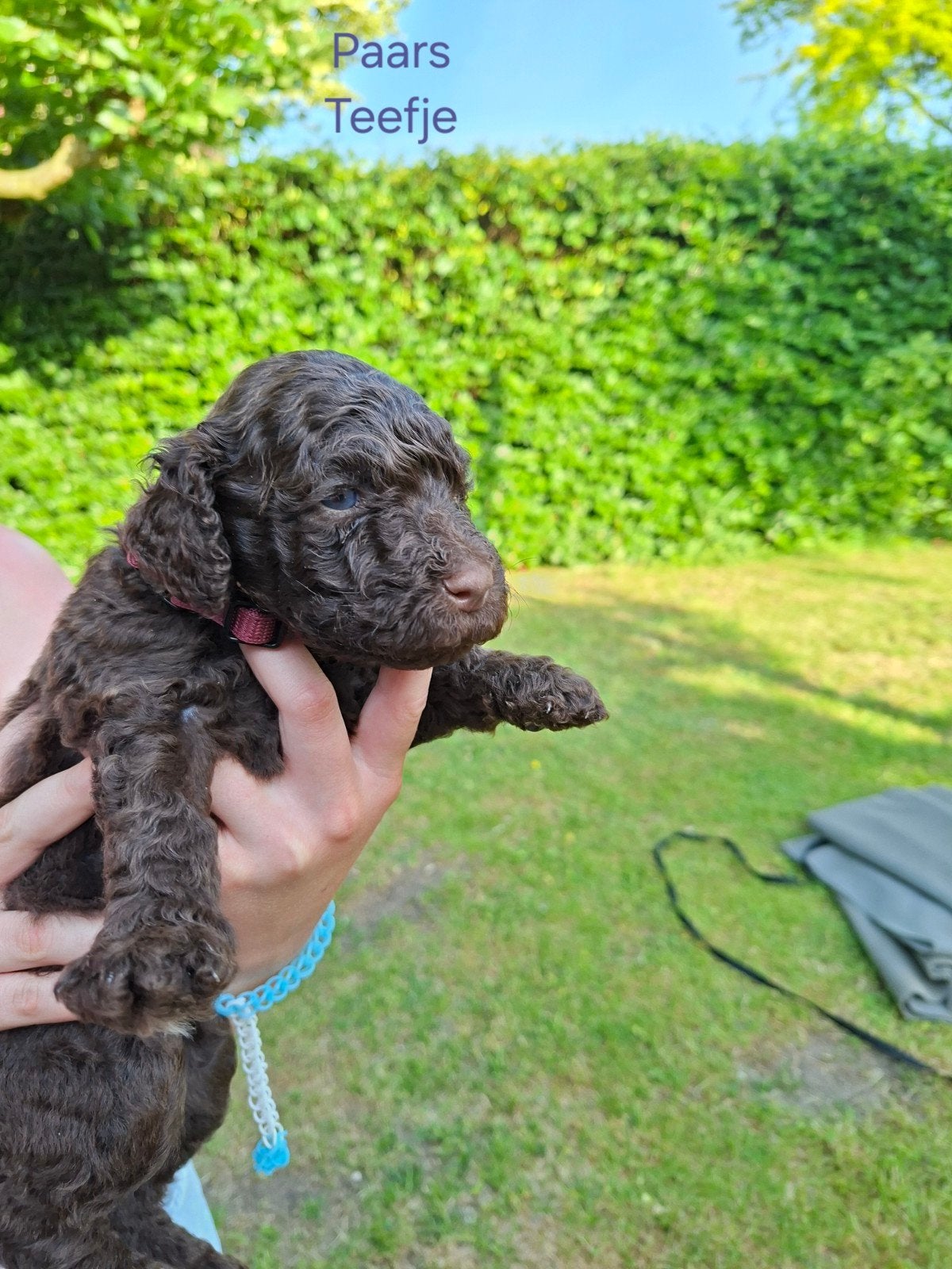 Labradoodle pup, Overige rassen, 8 tot 15 weken, Teef, Eén hond