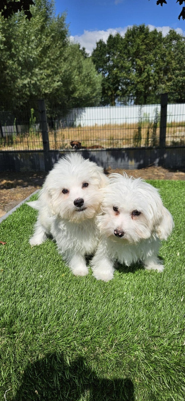 Te leuke boomer pups maltezer x poedel mix, Dieren en Toebehoren, Parvo, Nederland, 8 tot 15 weken, Meerdere