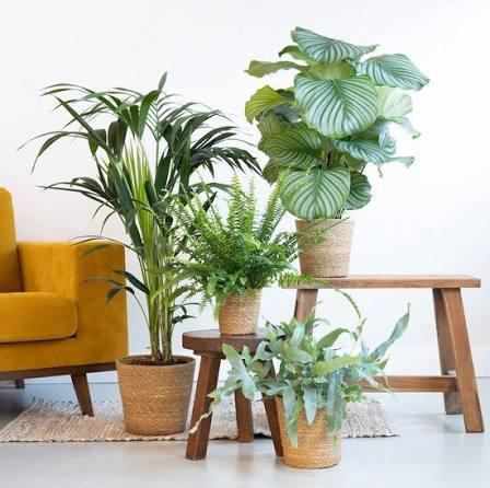 Gezocht: (kunst)planten voor dagbesteding, Huis en Inrichting, Ophalen, Halfschaduw, Minder dan 100 cm