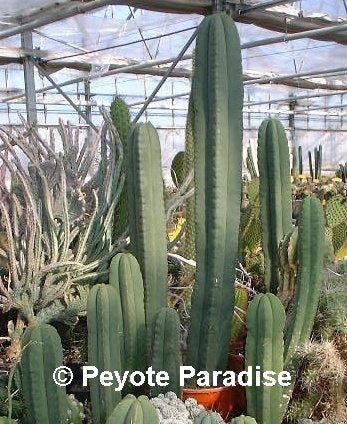 De mooiste San Pedro Cactus: De Kale San Pedro !, Huis en Inrichting, Cactus, Bloeiende kamerplant, Volle zon, Verzenden