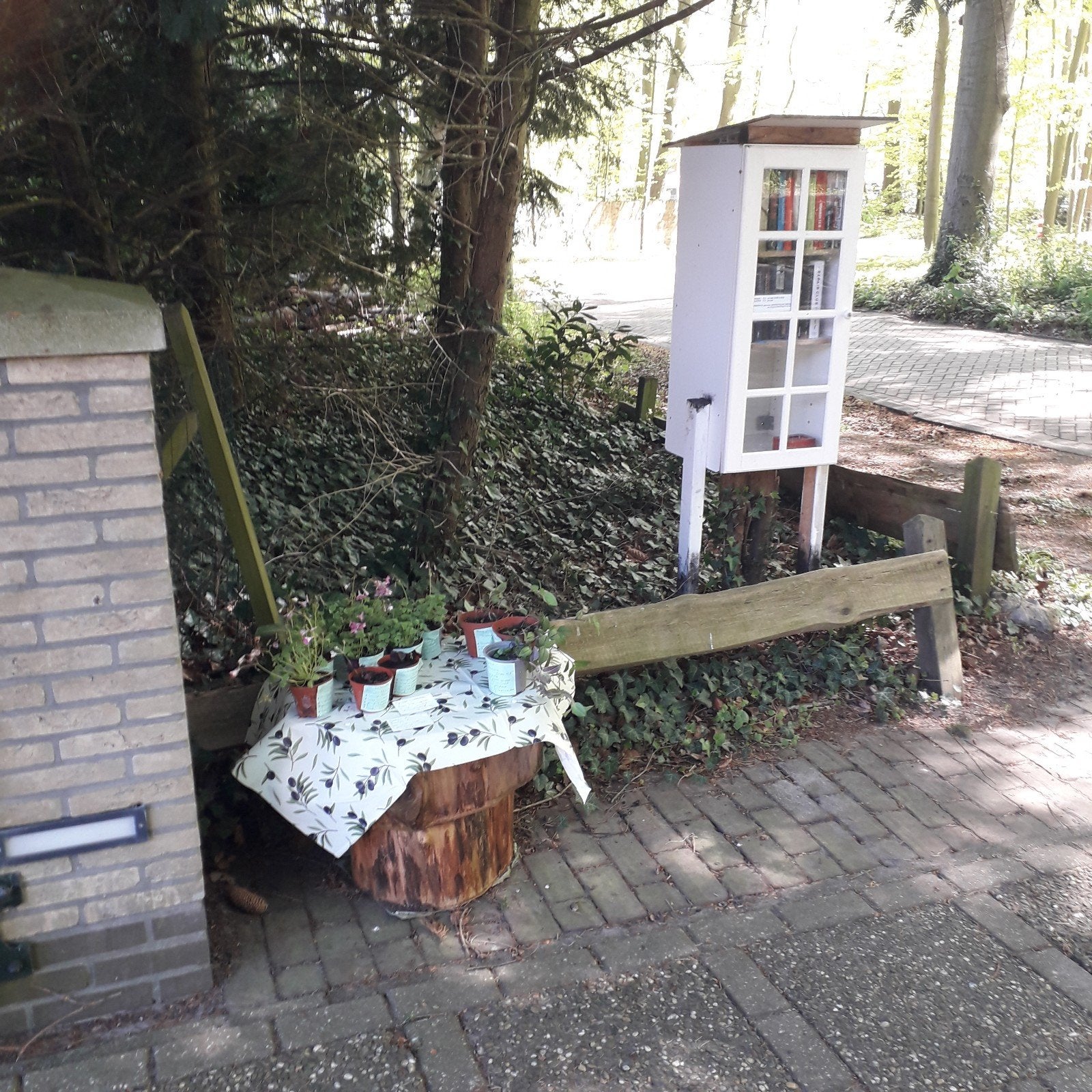 Te koop: boeken, plantjes/stekjes, cactussen, bio groente, Ophalen, Vaste plant, Overige soorten, Volle zon