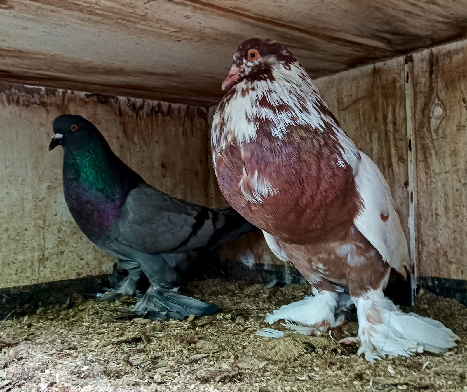 Broed koppel Hollandse kroppers., Dieren en Toebehoren, Vogels | Duiven, Meerdere dieren, Kropper