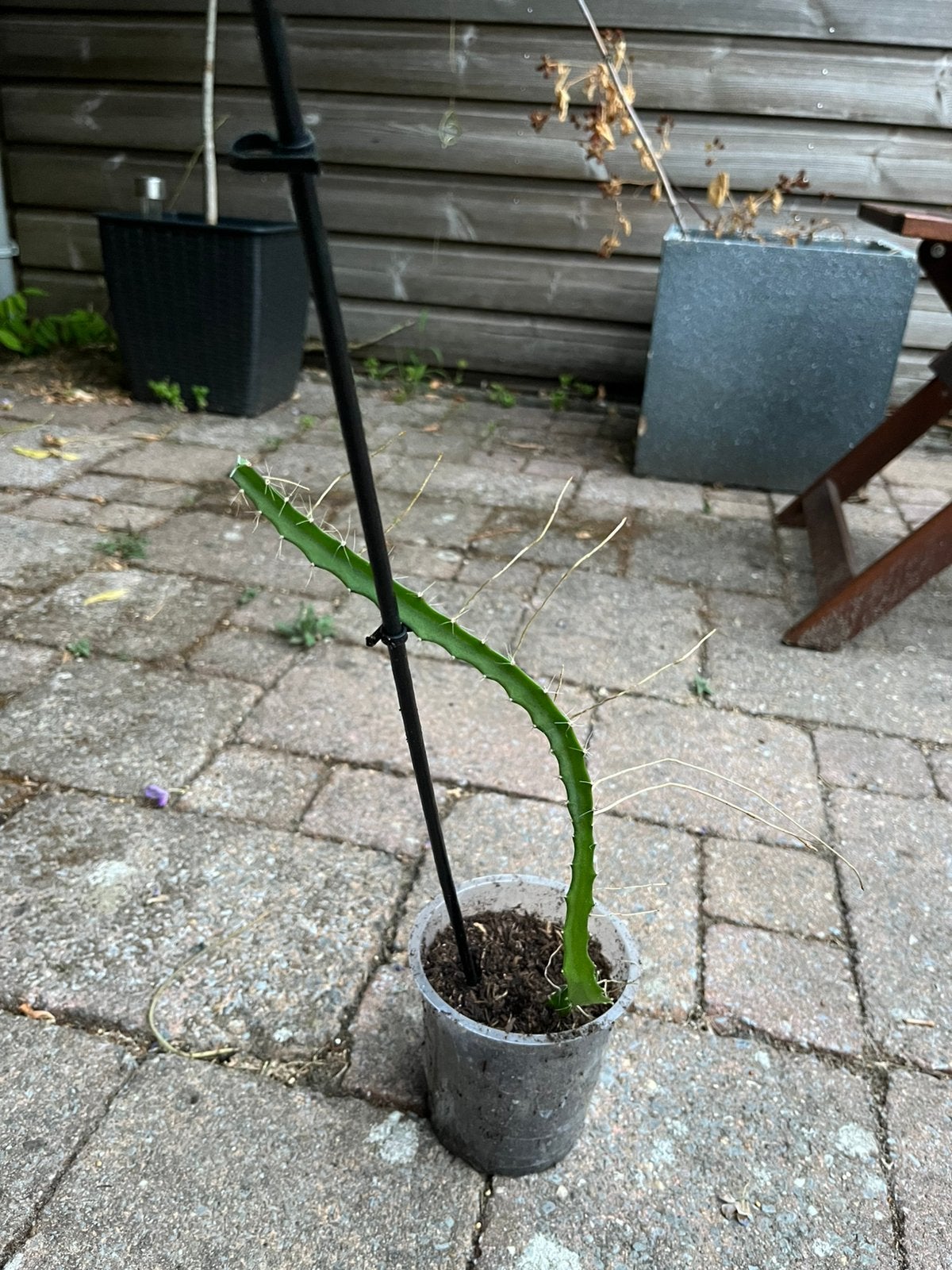 Gewortelde Gele Dragon Fruit (Pitaya) Cactus Met Pot, Volle zon, Vaste plant, Ophalen of Verzenden, Winter