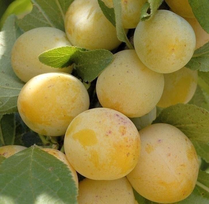 Volwassen Reine Claude d'oullins gele pruimen boom, Ophalen, Volle zon, Overige soorten