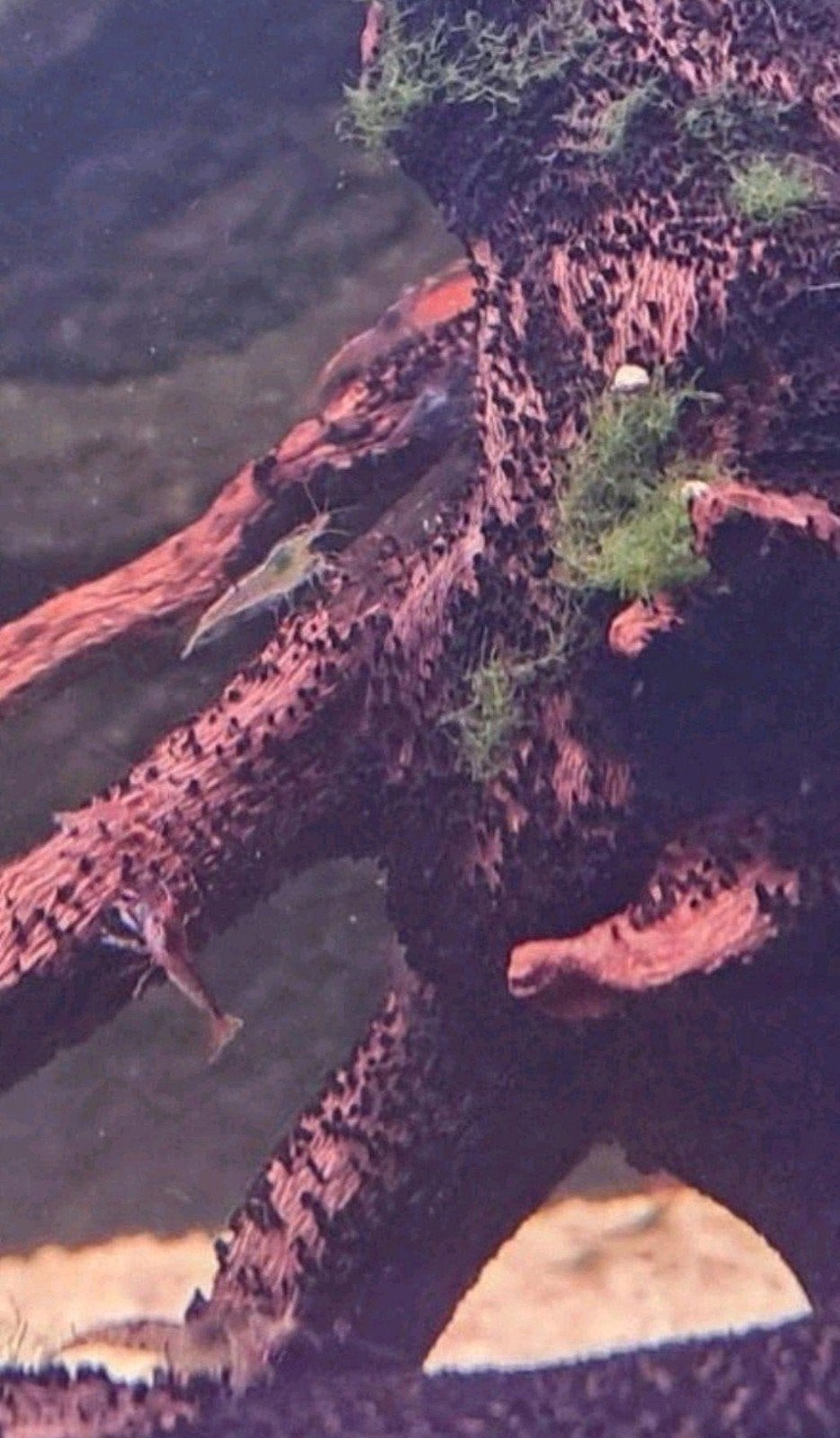 jonge wildkleur garnalen, Dieren en Toebehoren, Kreeft, Krab of Garnaal, Zoetwatervis, Schoolvis