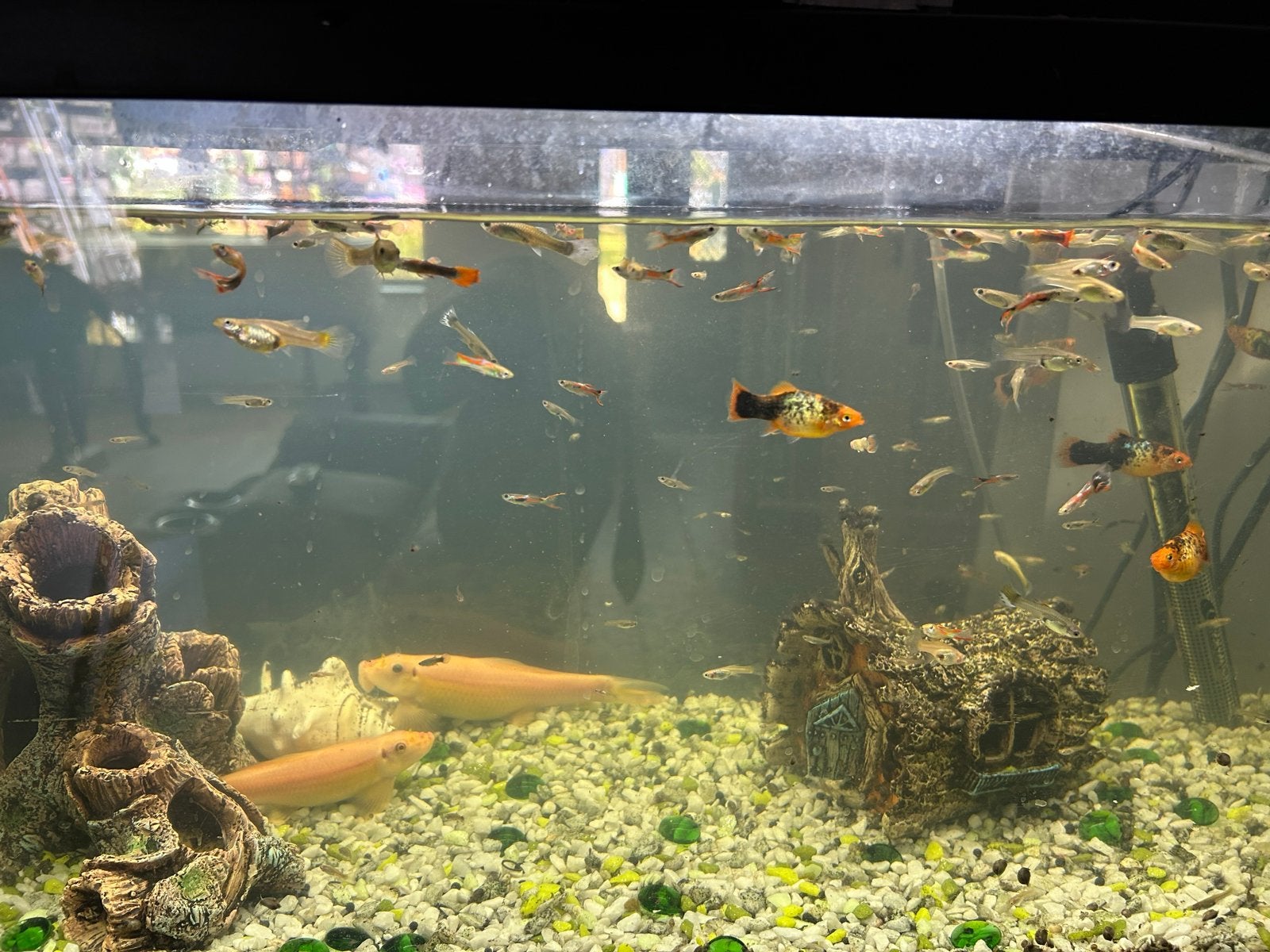 Gratis guppen, platy’s en algeneters, Vis
