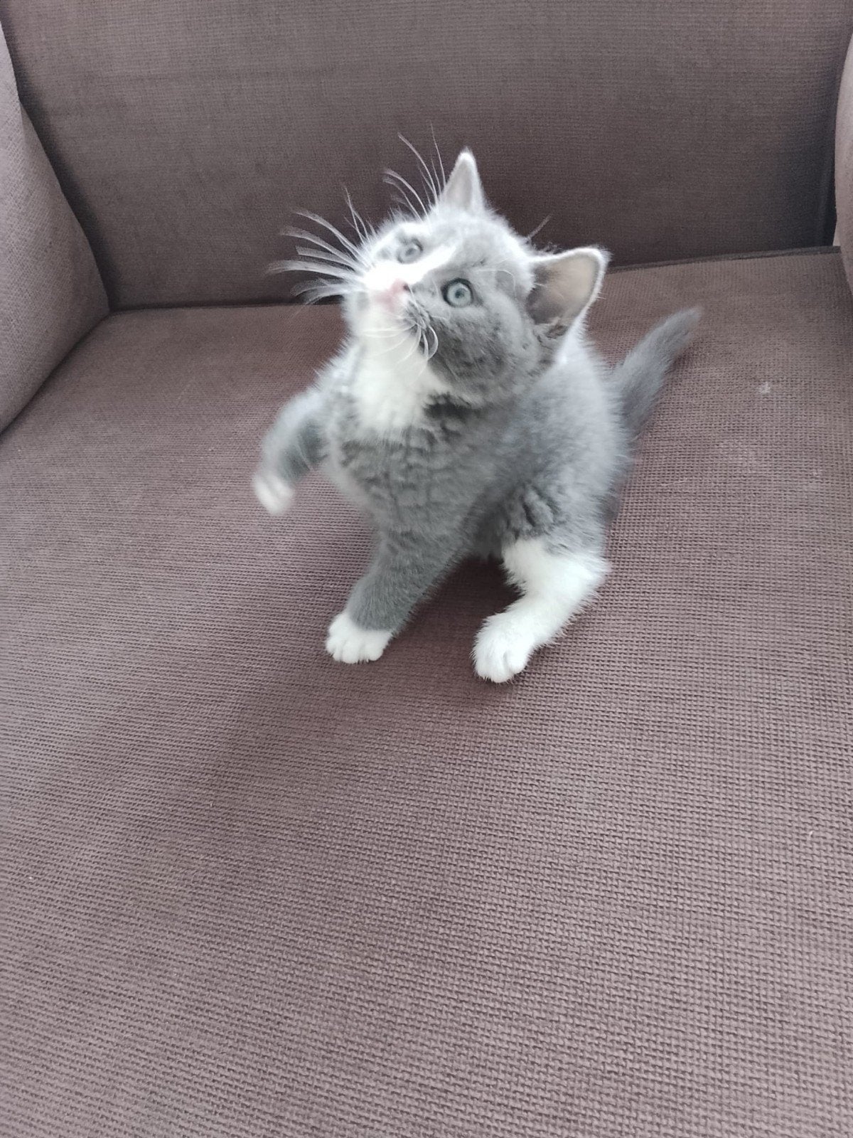 Te koop britsekorthaar kittens (RAS ECHTE) zie avd, Dieren en Toebehoren, Meerdere dieren, Ontwormd, 0 tot 2 jaar
