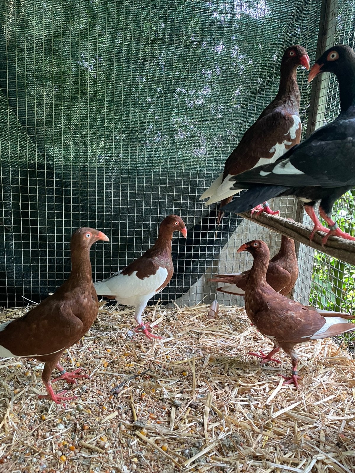 7 jonge Deense Tuimelaars, Dieren en Toebehoren, Vogels | Duiven, Geslacht onbekend, Tuimelaar of Roller
