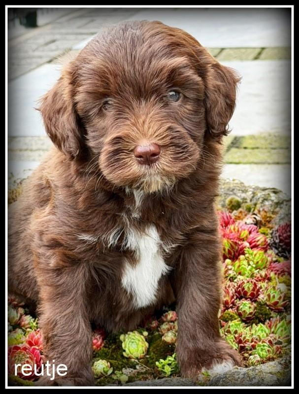 Bordoodle F1b  pups. Bordoodle x Labradoodle, Dieren en Toebehoren, Honden | Retrievers, Spaniëls en Waterhonden, Parvo, Nederland