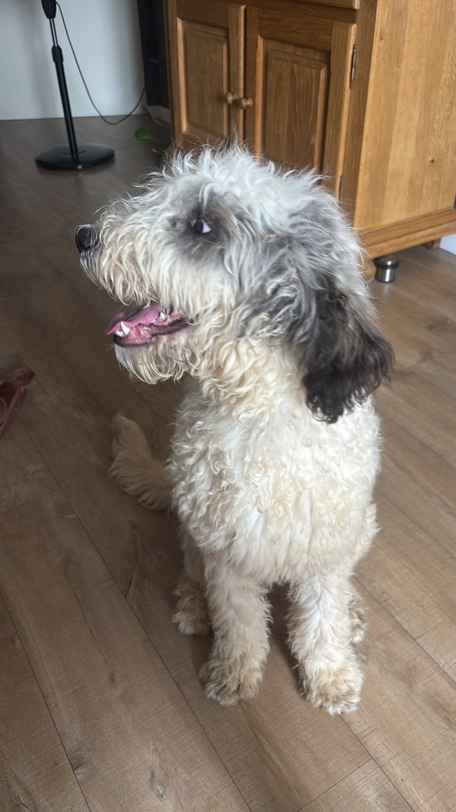 Poedel x herder te koop, Dieren en Toebehoren, Particulier, 15 weken tot 1 jaar, Buitenland, Teef
