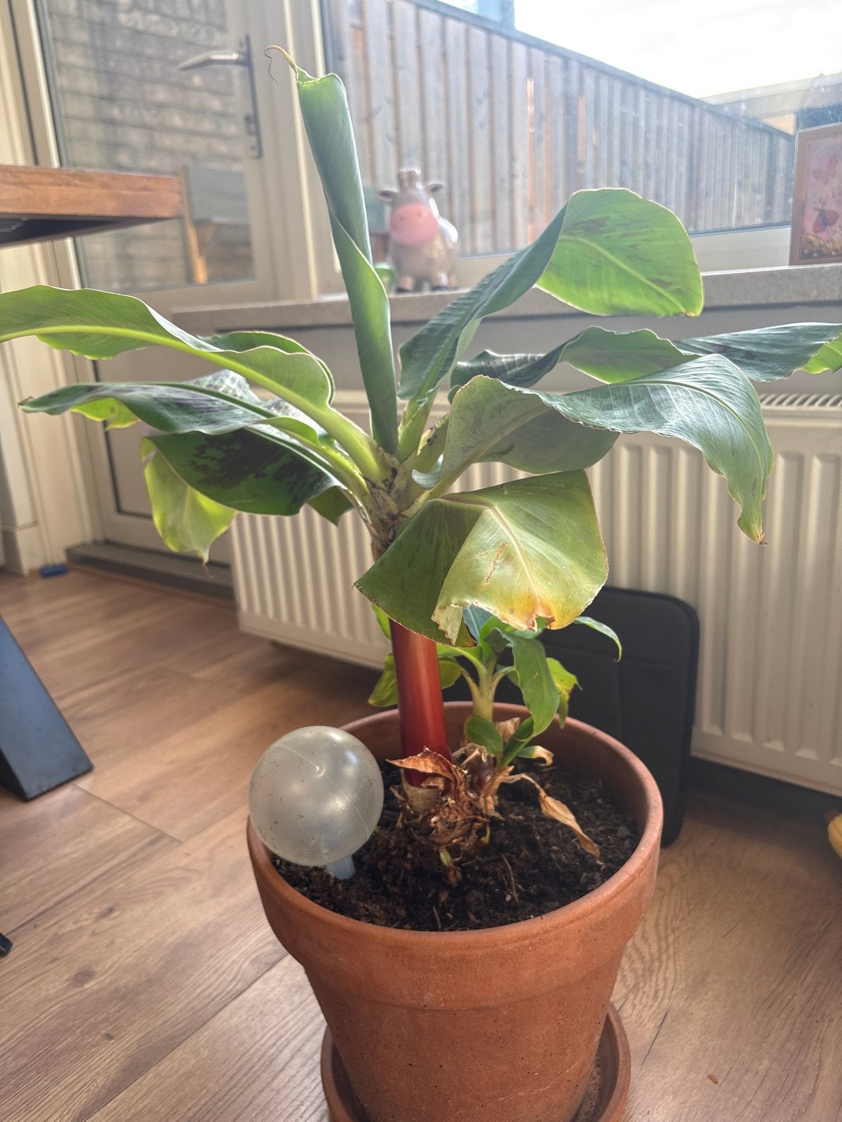 Musa acuminata 'Dwarf Cavendish' bananenplant in pot, Ophalen, Overige soorten, In pot, Minder dan 100 cm