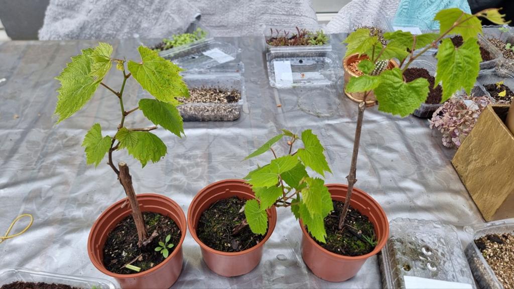 Blauwe Druivenplant stekken: Isabella of Concord, Tuin en Terras, Planten | Tuinplanten, Volle zon, Vaste plant, Ophalen of Verzenden