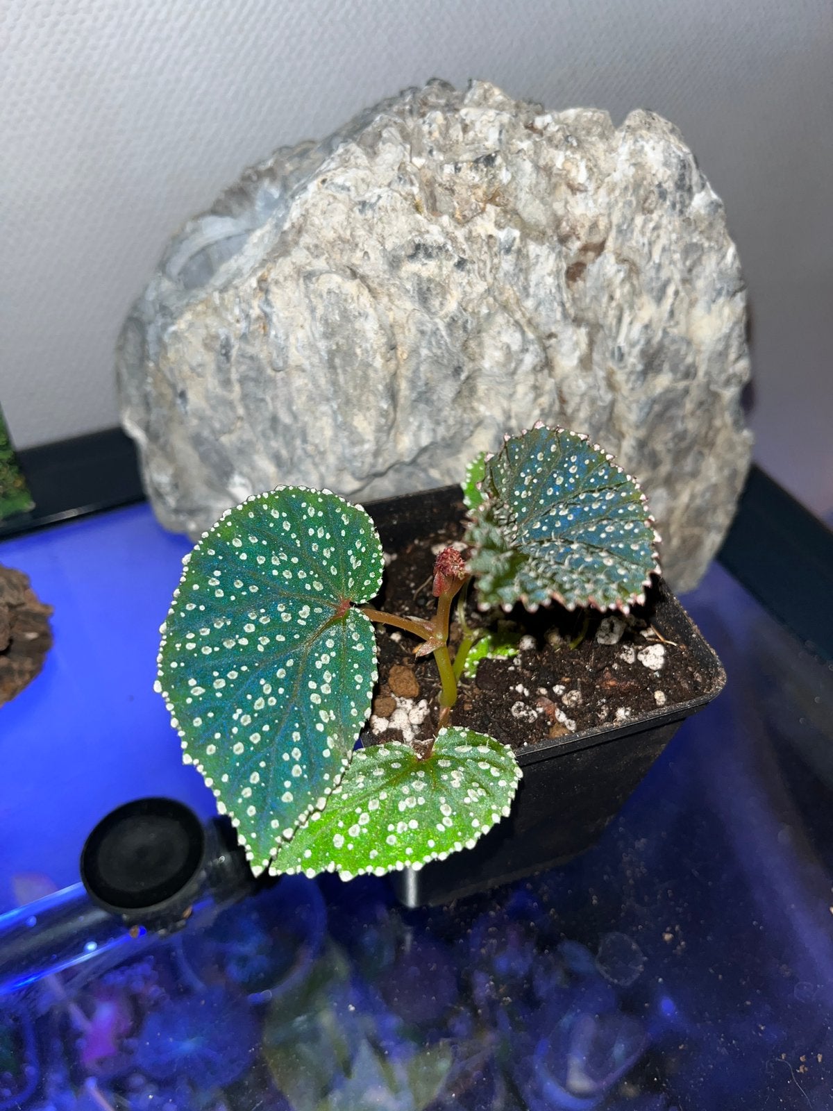 Begonia Tawau, Huis en Inrichting, Kamerplanten, Overige soorten, In pot, Minder dan 100 cm, Bloeiende kamerplant