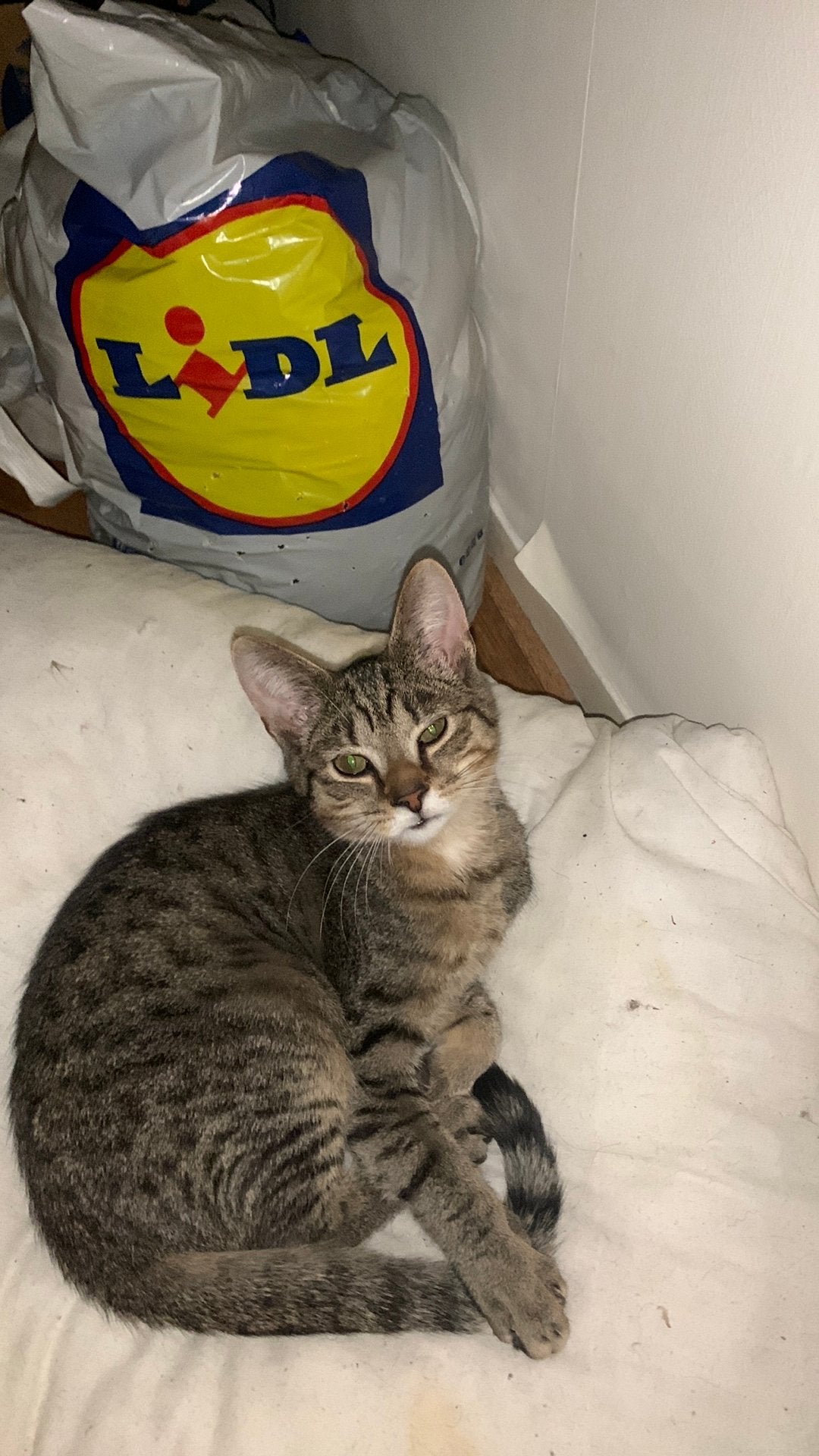 4 maanden oude kitten gratis af te halen voor goed huis, Dieren en Toebehoren, Kater, Ontwormd, 0 tot 2 jaar