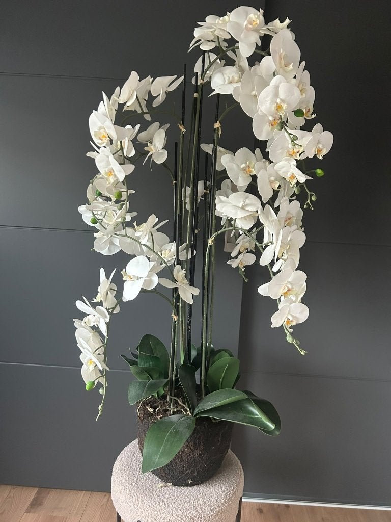 Witte grote kunst orchidee, Ophalen, Zo goed als nieuw, Wit