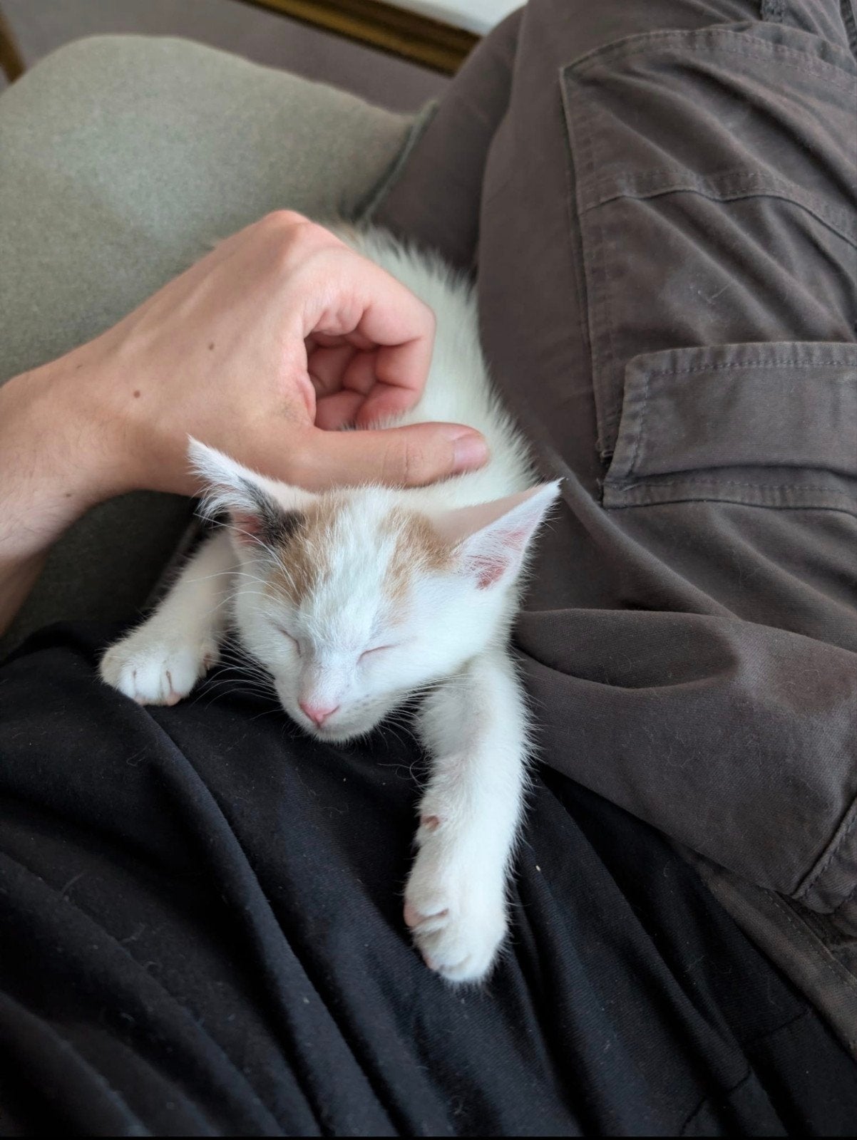 kittens, Dieren en Toebehoren, Poes, Kortharig, 0 tot 2 jaar