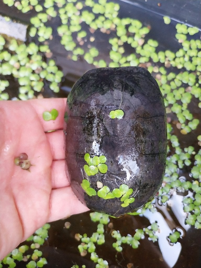 Muskusschildpad volwassenen man, Dieren en Toebehoren, Schildpad, 7 tot 10 jaar