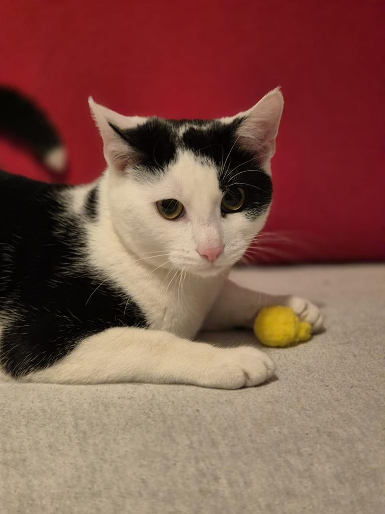 Katertje zwart wit, Dieren en Toebehoren, Kater