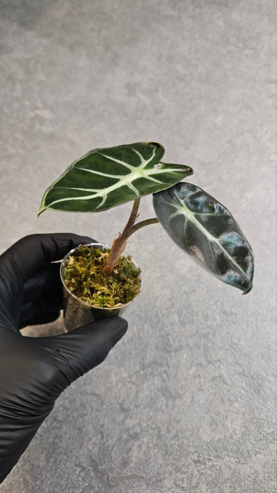Alocasia Balloon Heart, Ophalen of Verzenden, Halfschaduw, Minder dan 100 cm
