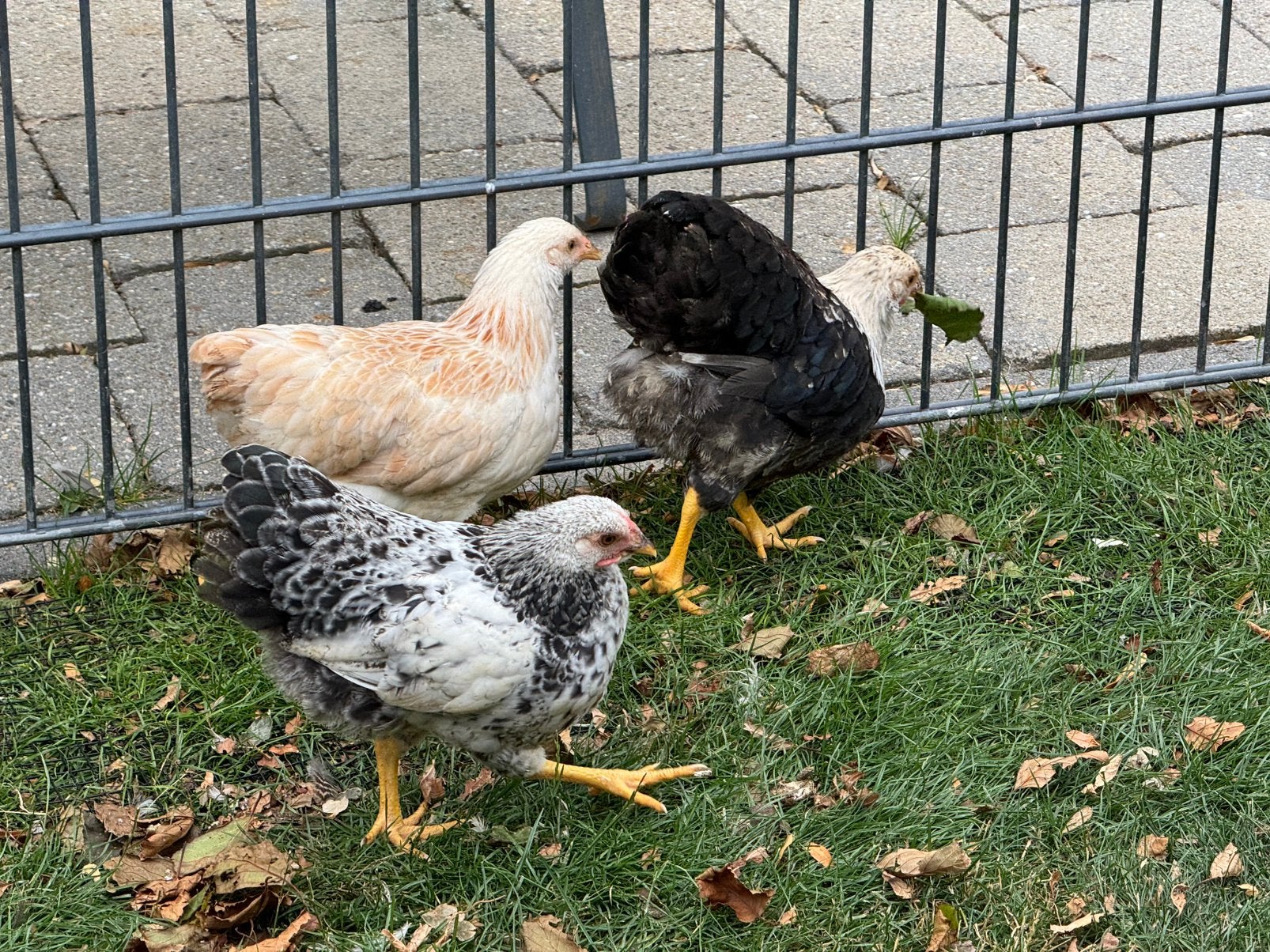 Wyandotte kriel hanen 10 weken oud, Dieren en Toebehoren, Pluimvee, Mannelijk, Kip