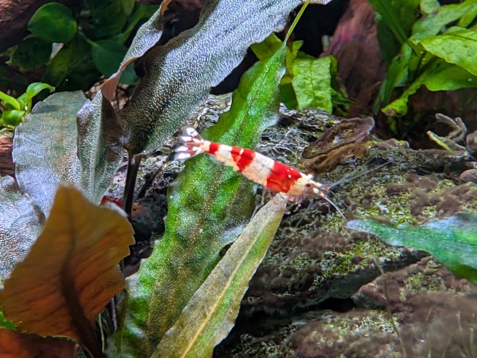 Crystal Red Caridina Cantonensis, Kreeft, Krab of Garnaal