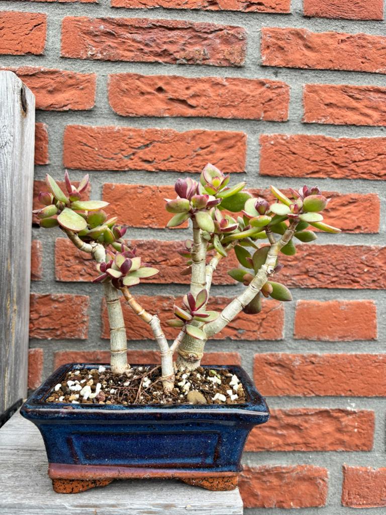 Vetplantje in bonsai pot, Ophalen, Minder dan 100 cm, Overige soorten, Zomer