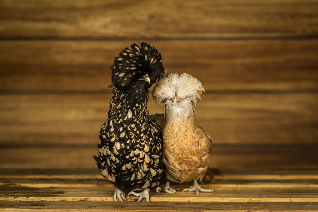 Kuifhoender krielen | Passend advies | Leuke kippen, Dieren en Toebehoren, Pluimvee, Meerdere dieren, Kip